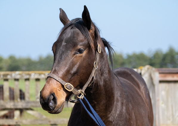  - Sea The Moon ex Harmonica colt - 24 March 2022