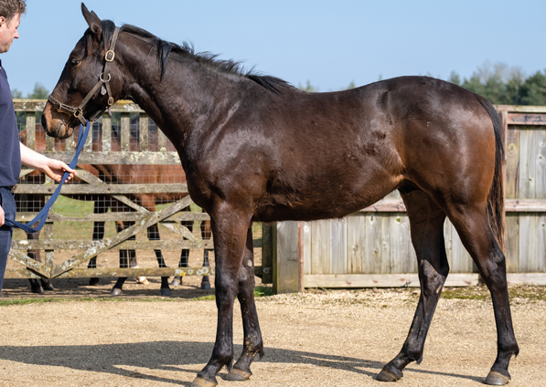  - Sea The Moon ex Harmonica colt - 24 March 2022