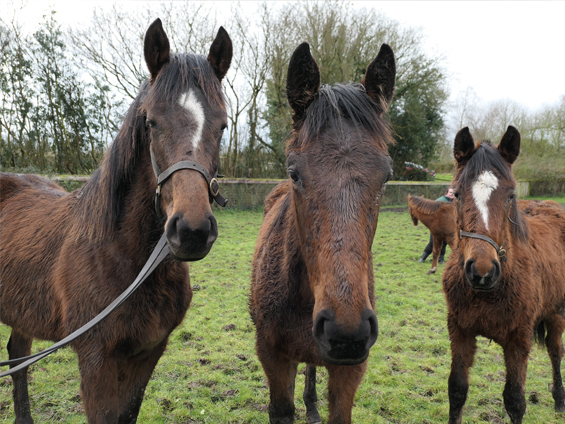  - Iffraaj ex Harmonica (left) - 28 February 2024