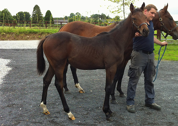  - Iffraaj ex Marlinka colt - July 2012 - 1