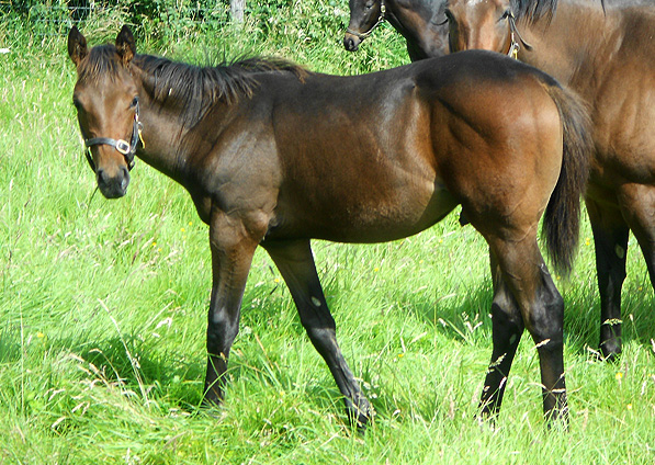  - Iffraaj ex Marlinka colt - July 2012 - 2