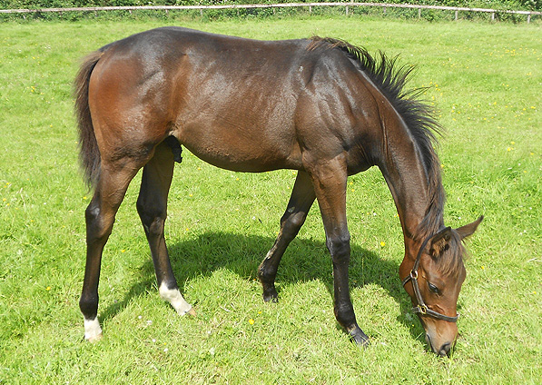  - Iffraaj ex Marlinka colt - July 2012 - 3