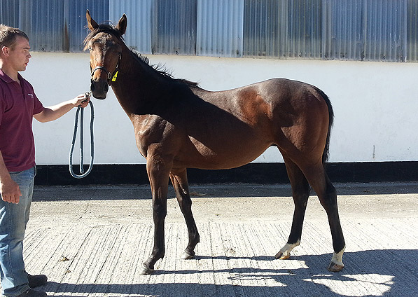  - Iffraaj ex Marlinka colt - June 2013 - 2