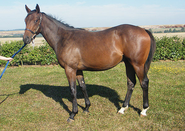  - Iffraaj ex Marlinka colt - September 2013