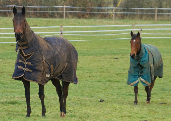  - Judicial (left) with Makanah - 22 December 2020