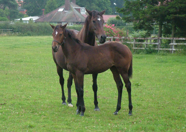  - Kabayil and her 2005 Hernando filly (Salsa Time) July 2005 - 3
