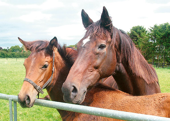  - Kabayil and her 2007 Sulamani colt (Mister Dillon) - July 2007