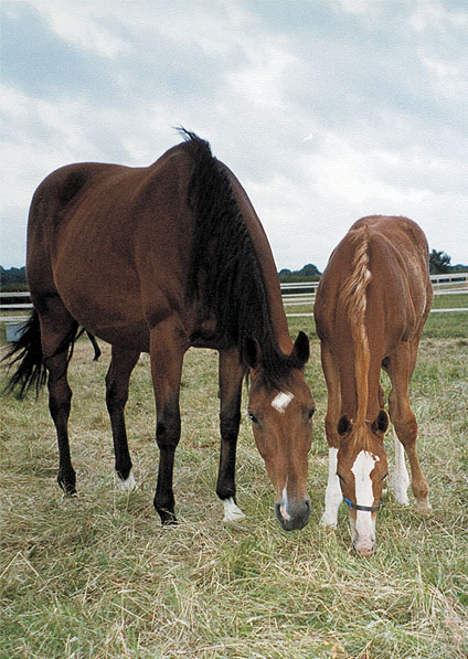  - Kalinka and her 2001 Pennekamp colt (Penzance)