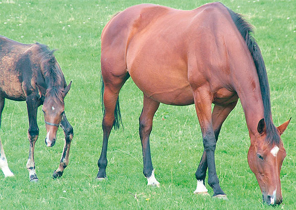  - Kalinka and her 2006  Marju filly (Margarita) - August 2006