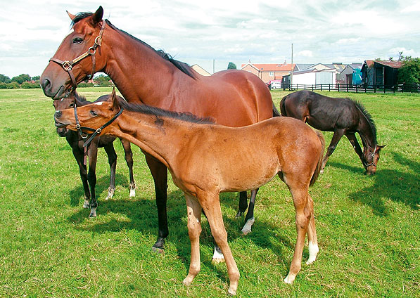  - Kalinka and her 2007 Sadler's Wells filly (Affinity) - July 2007 - 1