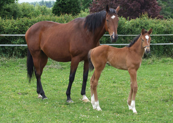  - Kalinka and her 2008 Dansili filly (Dansette) - June 2008