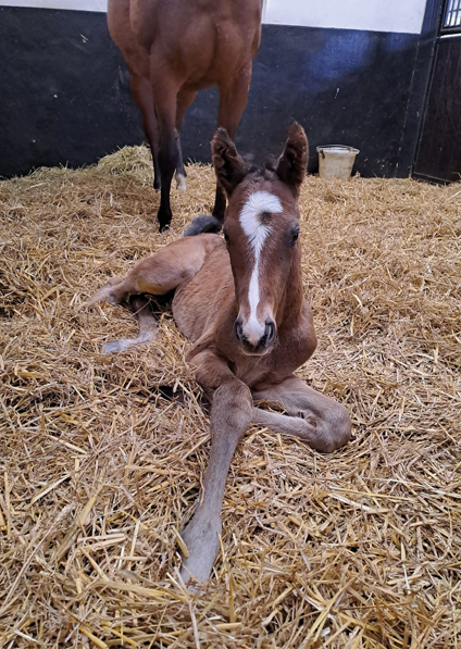  - Kameko ex Roubles colt - 21 March 2024