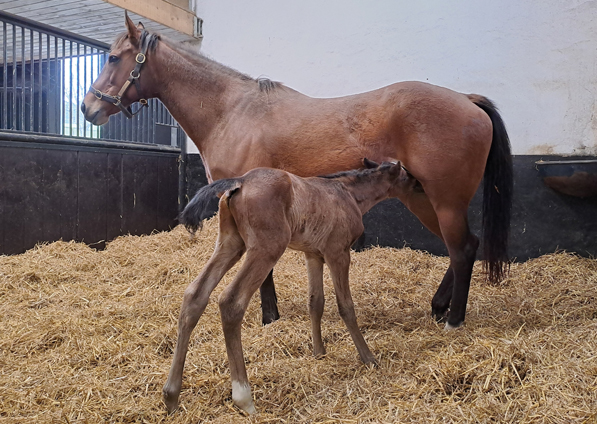  - Kameko ex Roubles colt - 21 March 2024