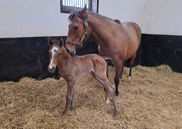  - Kameko ex Roubles colt - 21 March 2024