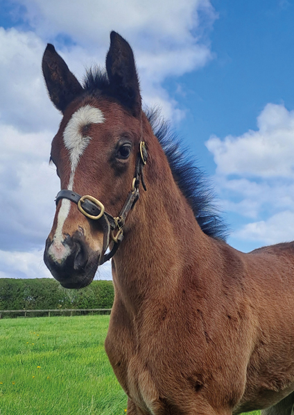  - Kameko ex Roubles colt - 16 April 2024