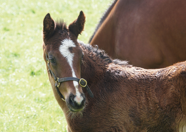  - Kameko ex Roubles colt - 15 April 2024