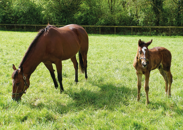  - Roubles and her Kameko colt - 15 April 2024