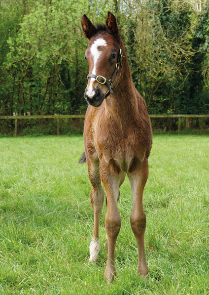  - Kameko ex Roubles colt - 15 April 2024