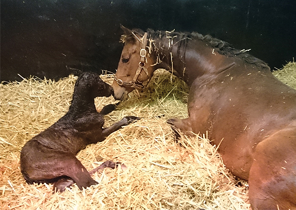  - New Fforest and her Raven's Pass filly foal - 11 April 2016