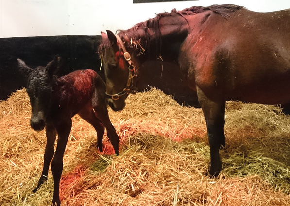  - New Fforest and her Raven's Pass filly foal - 11 April 2016