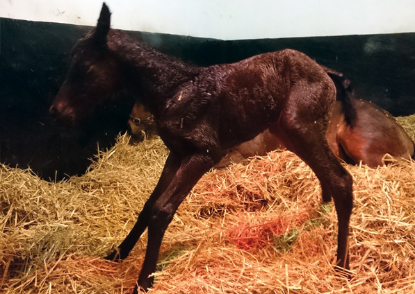  - Raven's Pass ex New Fforest filly - 11 April 2016