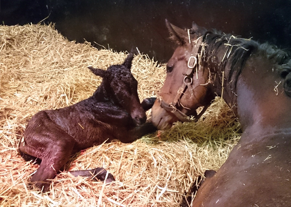  - New Fforest and her Raven's Pass filly foal - 11 April 2016