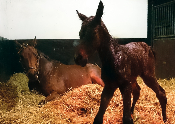  - New Fforest and her Raven's Pass filly foal - 11 April 2016