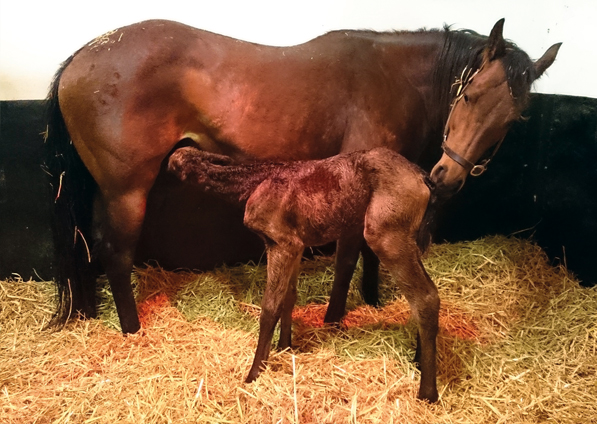  - New Fforest and her Raven's Pass filly foal - 11 April 2016