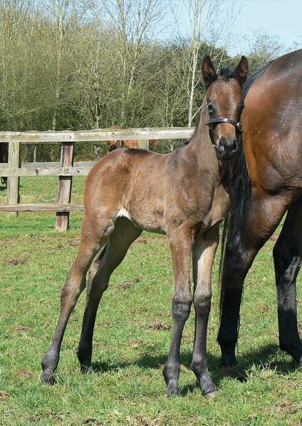  - Raven's Pass ex New Fforest filly - 20 April 2016