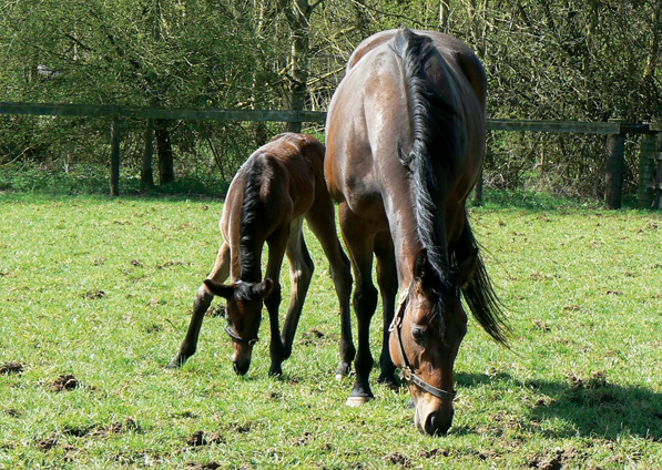  - New Fforest and her Raven's Pass filly - 20 April 2016