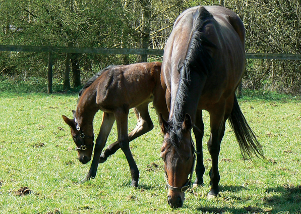  - New Fforest and her Raven's Pass filly - 20 April 2016