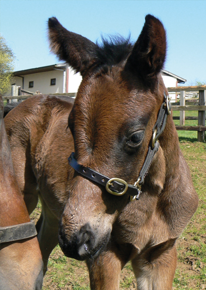  - Raven's Pass ex New Fforest filly - 20 April 2016