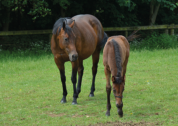  - Raven's Pass ex New Fforest filly - 7 June 2016