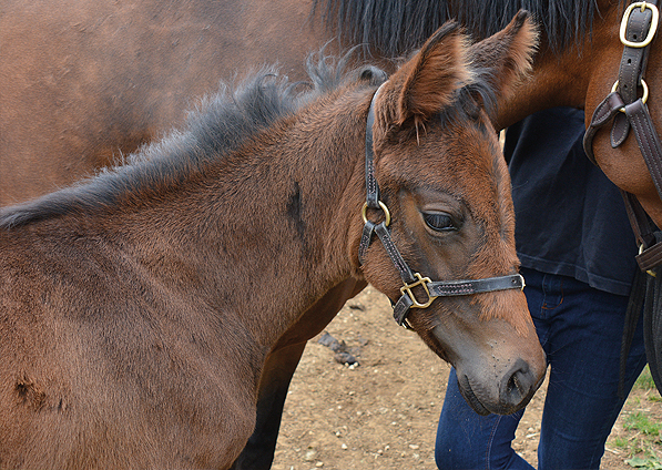  - Raven's Pass ex New Fforest filly - 7 June 2016