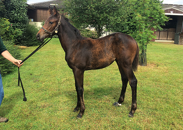  - Raven's Pass ex New Fforest filly - 30 July 2016