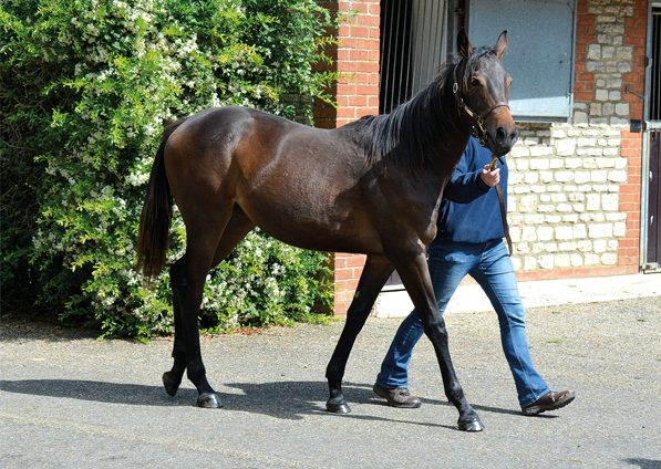  - Raven's Pass ex New Fforest filly - 7 June 2017