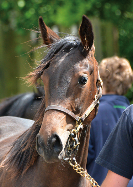  - Raven's Pass ex New Fforest filly - 7 June 2017