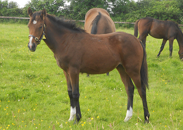  - Marju ex Affinity filly - July 2012