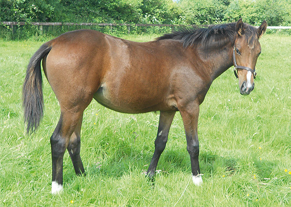  - Marju ex Affinity filly - September 2012