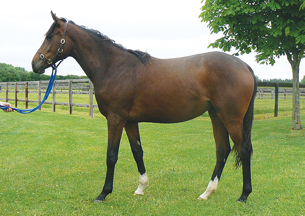  - Marju ex Affinity filly - June 2013 - 1