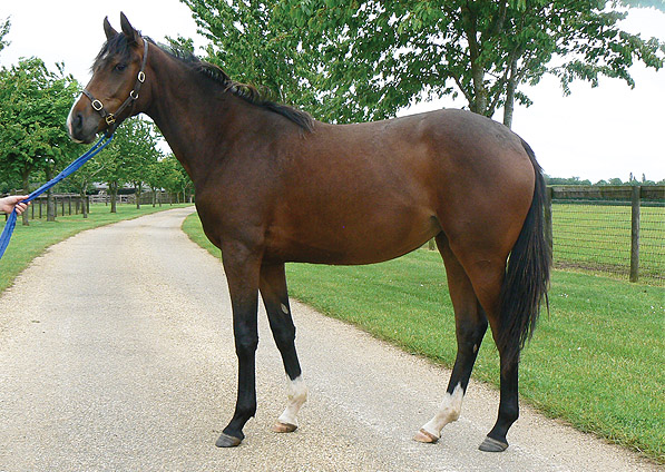  - Marju ex Affinity filly - June 2013 - 2