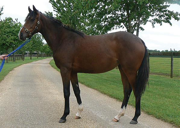  - Marju ex Affinity filly - June 2013 - 3