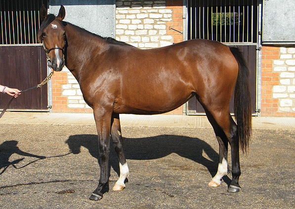  - Marju ex Affinity filly - September 2013