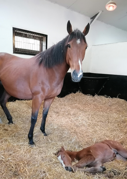  - Tribute Act and her Kingman filly -  28 April 2022