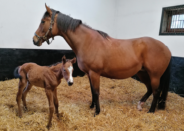  - Tribute Act and her Kingman filly -  28 April 2022