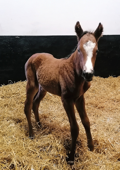  - Kingman ex Tribute Act filly -  28 April 2022