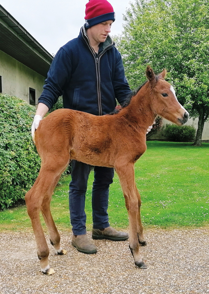  - Kingman ex Tribute Act filly -  28 April 2022