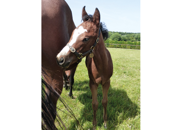  - Kingman ex Tribute Act filly - 16 June 2022