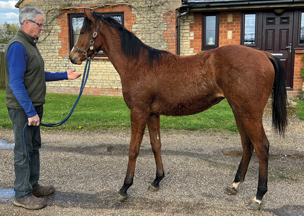  - Kingman ex Tribute Act filly - 25 April 2023