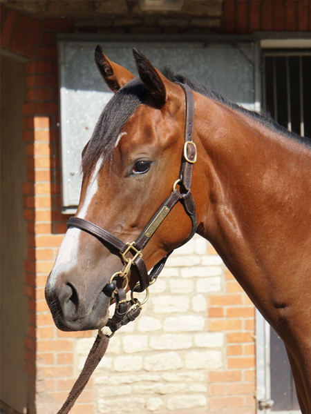  - Kingman ex Tribute Act filly - 13 September 2023